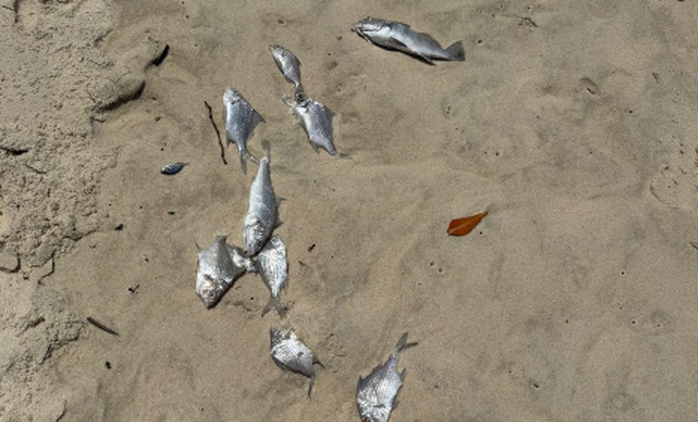 more dead fish in the sand of Praia da Barra — Photo: Christina Dias