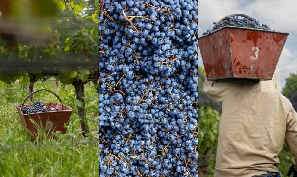 Uvas tintas colhidas na Zuccardi, em Mendoza — Foto: Divulgação / @zuccardivalledeuco