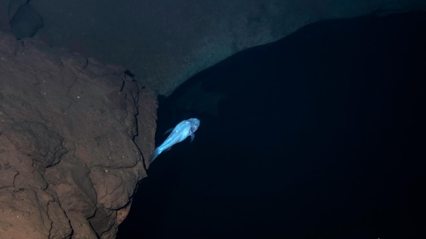 Peixe ‘demônio’ é descoberto em caverna sob base militar ligada a teorias sobre OVNIs nos EUA; entenda