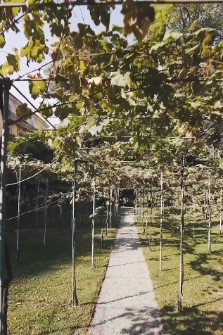 Leonardo Da Vinci plantou videiras em jardim de mansão renascentista, em Milão — Foto: Reprodução/Instagram