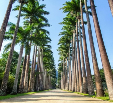 Jardim Botânico do Rio vai ganhar um bistrô