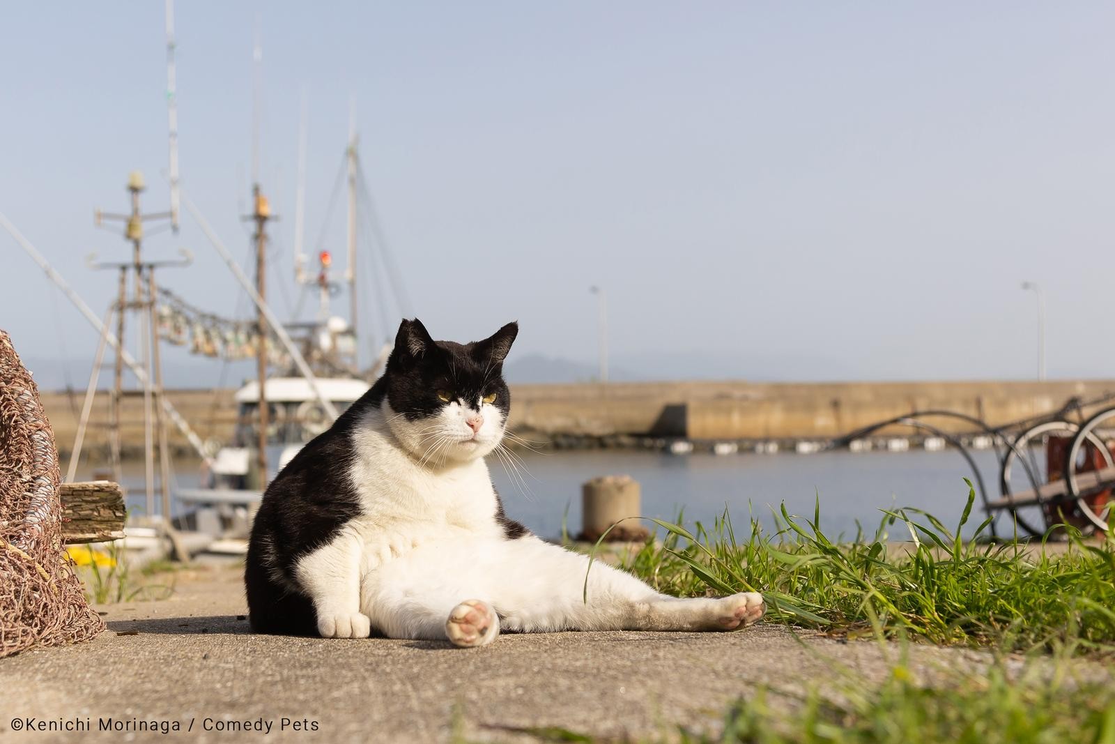 Autor da foto deste gato nomeou o registro como 'o chefão' — Foto: Comedy Pet Photo Awards/Kenichi Morinaga