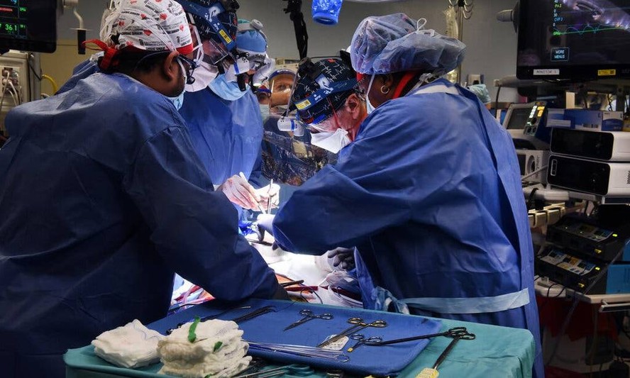 Operação inédita transplantou coração de porco geneticamente modificado para um homem nos EUA