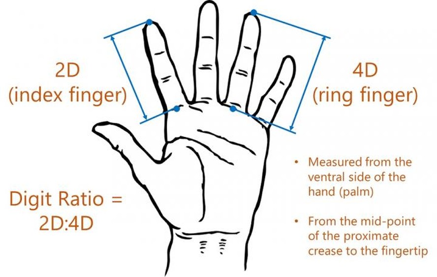 Razão 2D:4D, medida pela divisão entre o comprimento do dedo indicador pelo do dedo anelar.