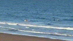 Vídeo mostra momento em que orca avança em direção a canoísta na Argentina e assusta remador; assista