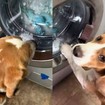 Cachorro vê bichos de pelúcia em máquina de lavar na Argentina, e