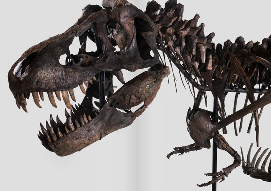 Esqueleto de T-Rex vai a leilão na Suíça