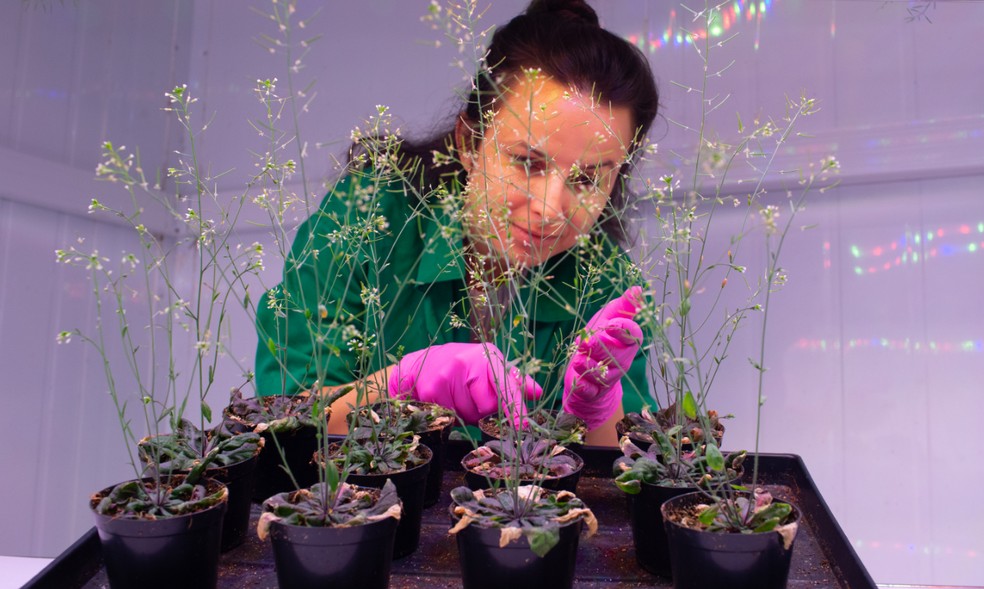 Alessandra Koltun, pesquisadora da Unicamp, com mudas usadas nos estudos sobre a relação entre plantas e clima — Foto: Edilson Dantas/Agência O Globo
