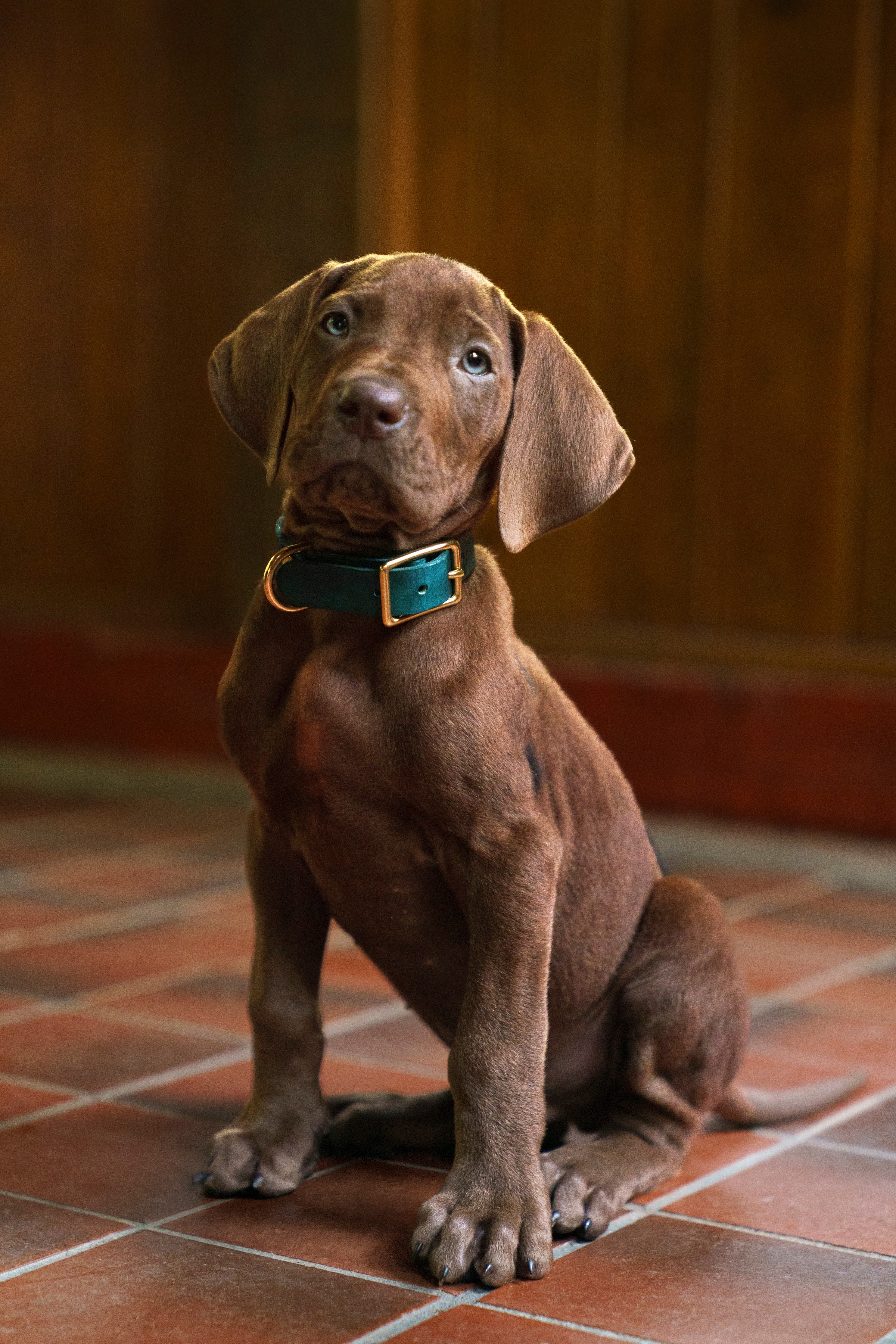 Conheça o cachorro que vai 'interpretar' Scooby-Doo em nova 