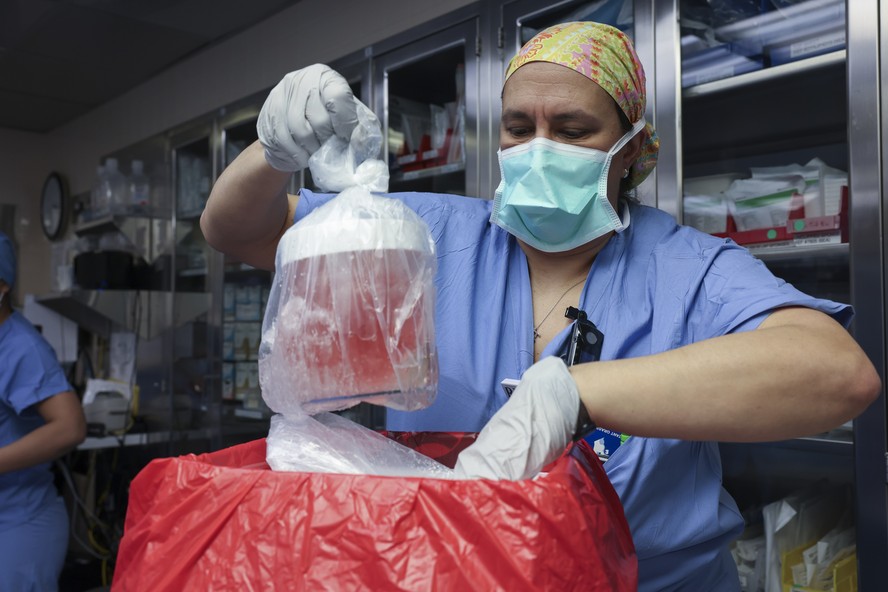 Melissa Mattola-Kiatos, especialista em enfermagem, retira rim de porco de sua caixa para se preparar para o transplante