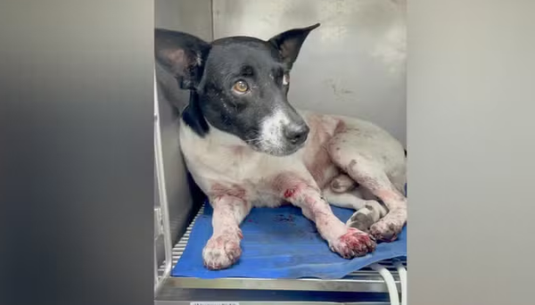 Homem dispara cinco vezes contra cachorro no Rio e alega 'medo de ataque'