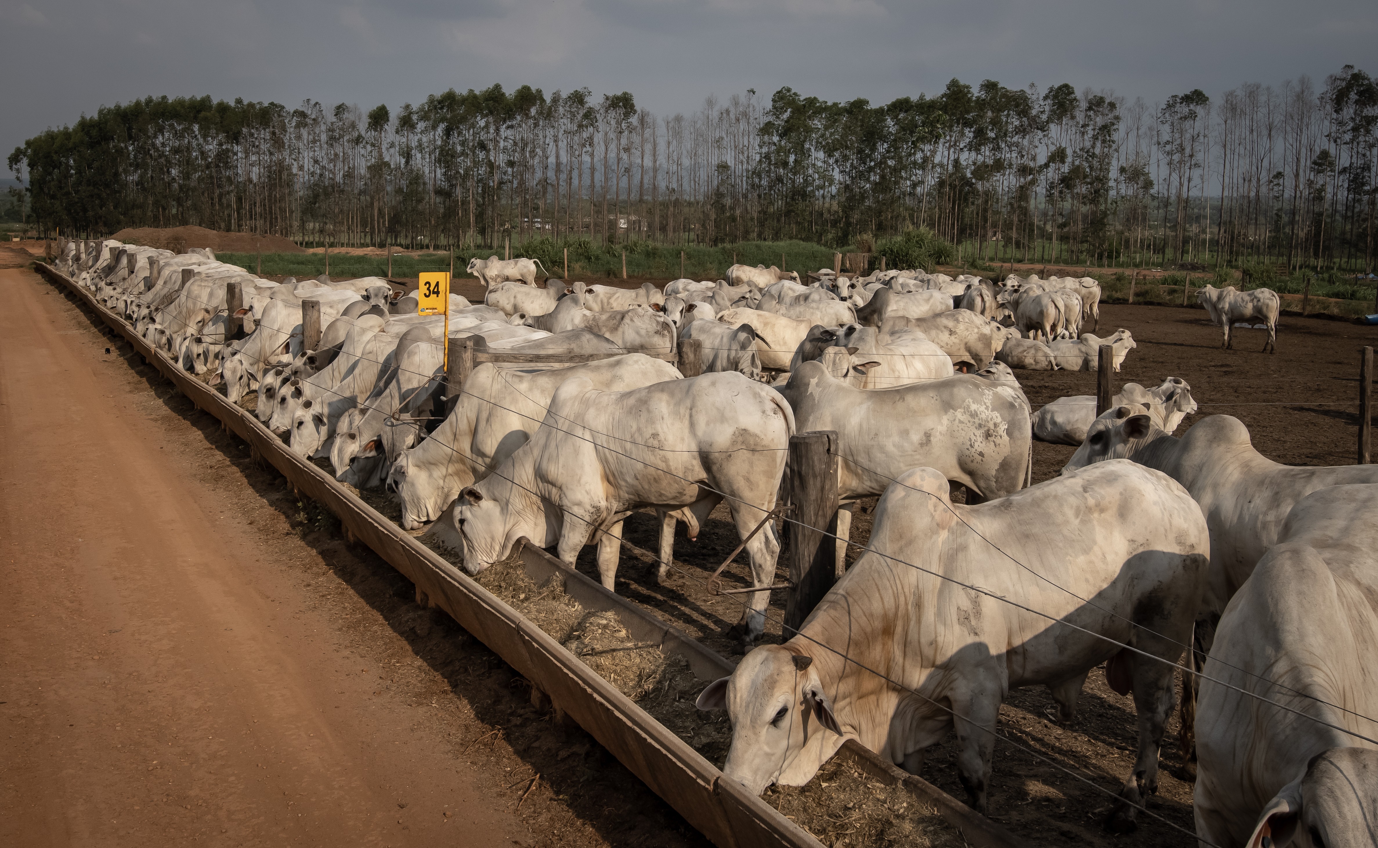 Preço do boi gordo dispara, e preço da carne vai ficar mais salgado no fim do ano. Entenda