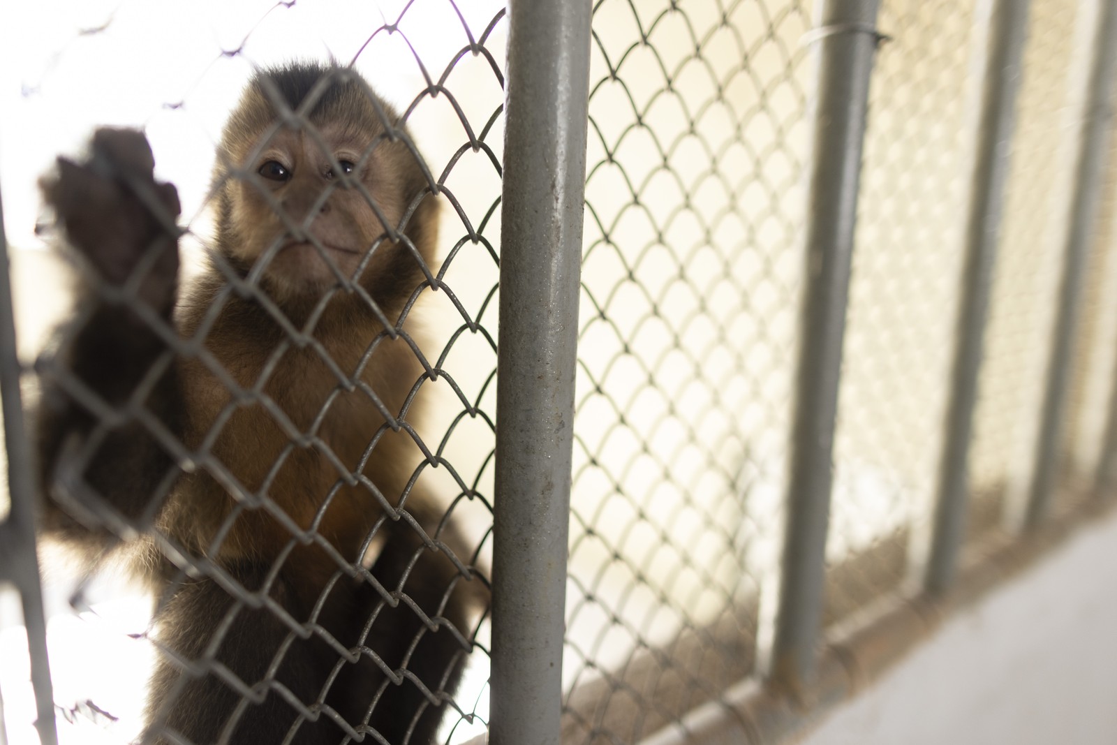 Macaco na unidade do Cetas  — Foto: Márcia Foletto
