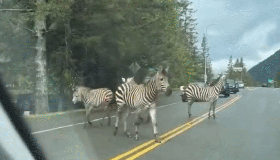 Zebras soltas em estrada mobilizam moradores e polícia de Washington em força-tarefa