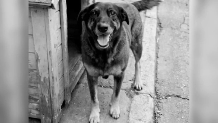 Caso Orelha: crueldade contra cachorro expõe falhas na formação emocional de jovens, diz especialista