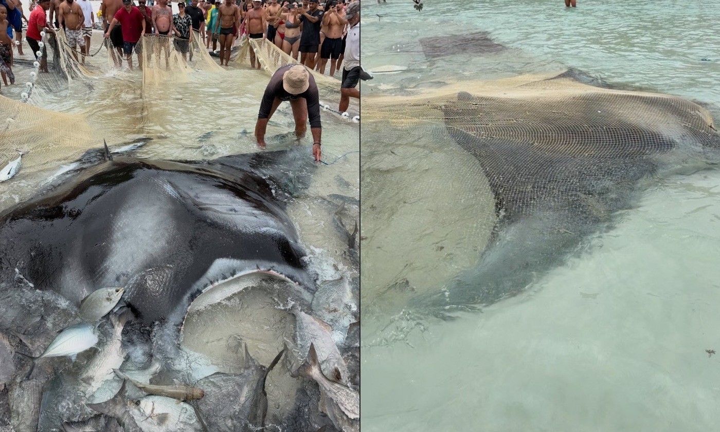 Pescadores se mobilizam para salvar raia gigante presa em rede em Arraial do Cabo; veja momento em que ela é solta no mar