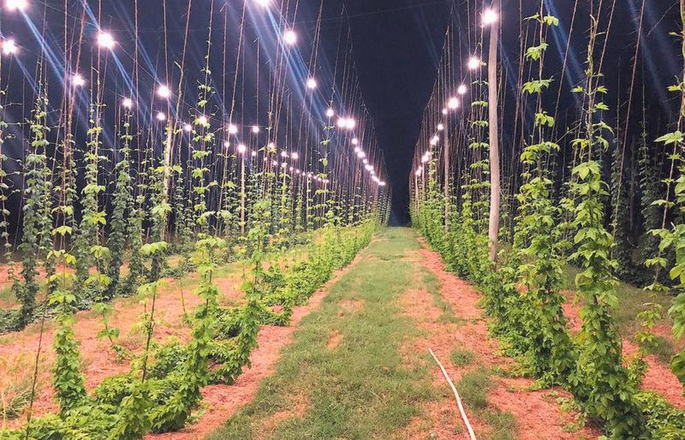 To simulate the typical summer light that hops are accustomed to, on days that last 16 hours, Brazilian growers use artificial light — Photo: Disclosure