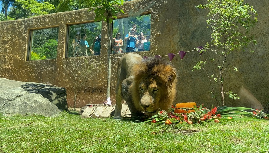 Simba chegou ao antigo RioZoo em 2016, vindo do Zoológico de Pomerode