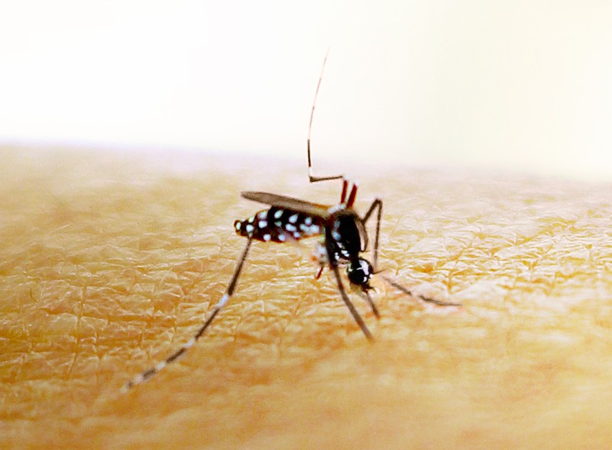 Mosquito Aedes aegypti, transmissor de dengue, zika e chikungunya.