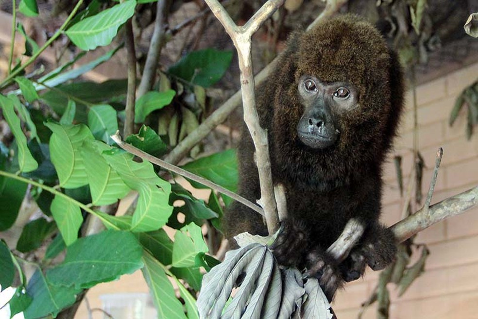 Macaco Bugio - Foto: Divulgação/Prefeitura de Macaé