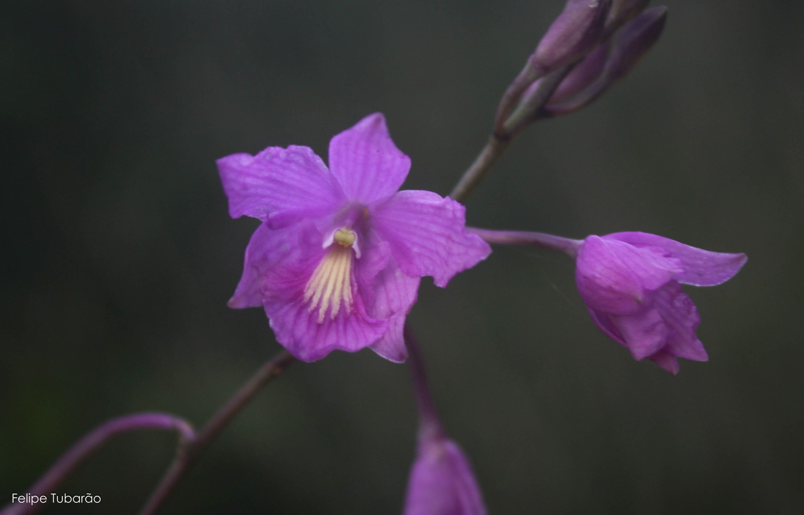 Pseudolaelia corcovadensis, Orchidaceae. Orquídea endêmica da Mata Atlântica encontrada em Inselbergs, quase sempre associada a ambientes rochosos — Foto: Felipe Tubarão