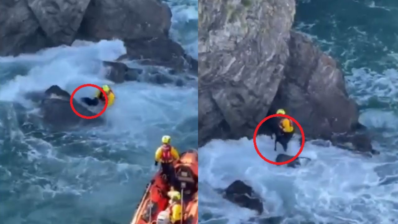 Cão cai de penhasco de 18 metros e é resgatado por salva-vidas em mar agitado na Inglaterra; vídeo