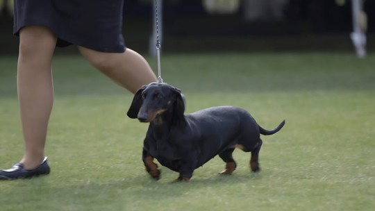 Governo da Alemanha nega que cão salsicha vá ser banido do país e explica projeto de lei