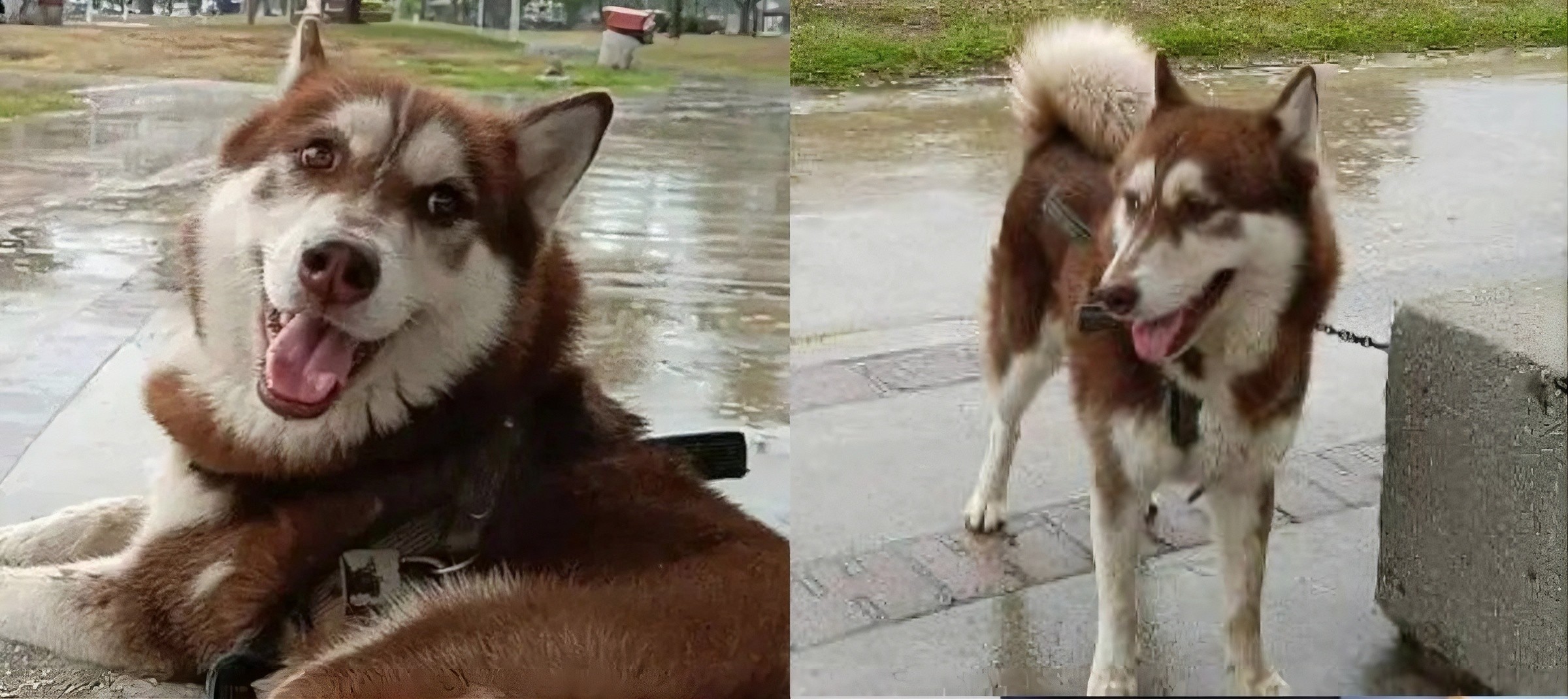Juiz determina que Lucas, um husky de 3 anos, receba pensão alimentícia do ex-parceiro da tutora; conheça o caso - QTU Questões do Universo