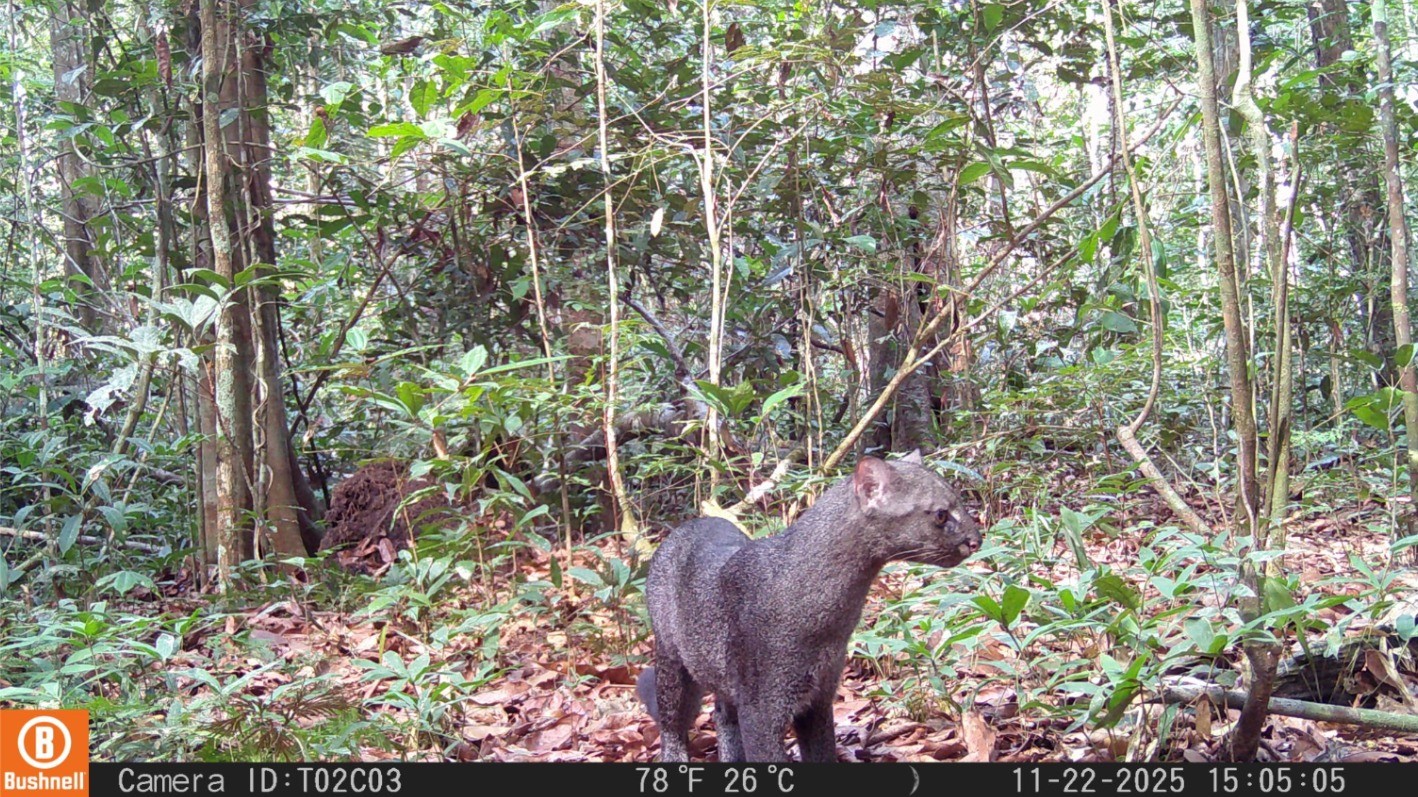 Jaguarundi, espécie rara de felino e ameaçado de extinção, é flagrado em parque do Pará pela primeira vez
