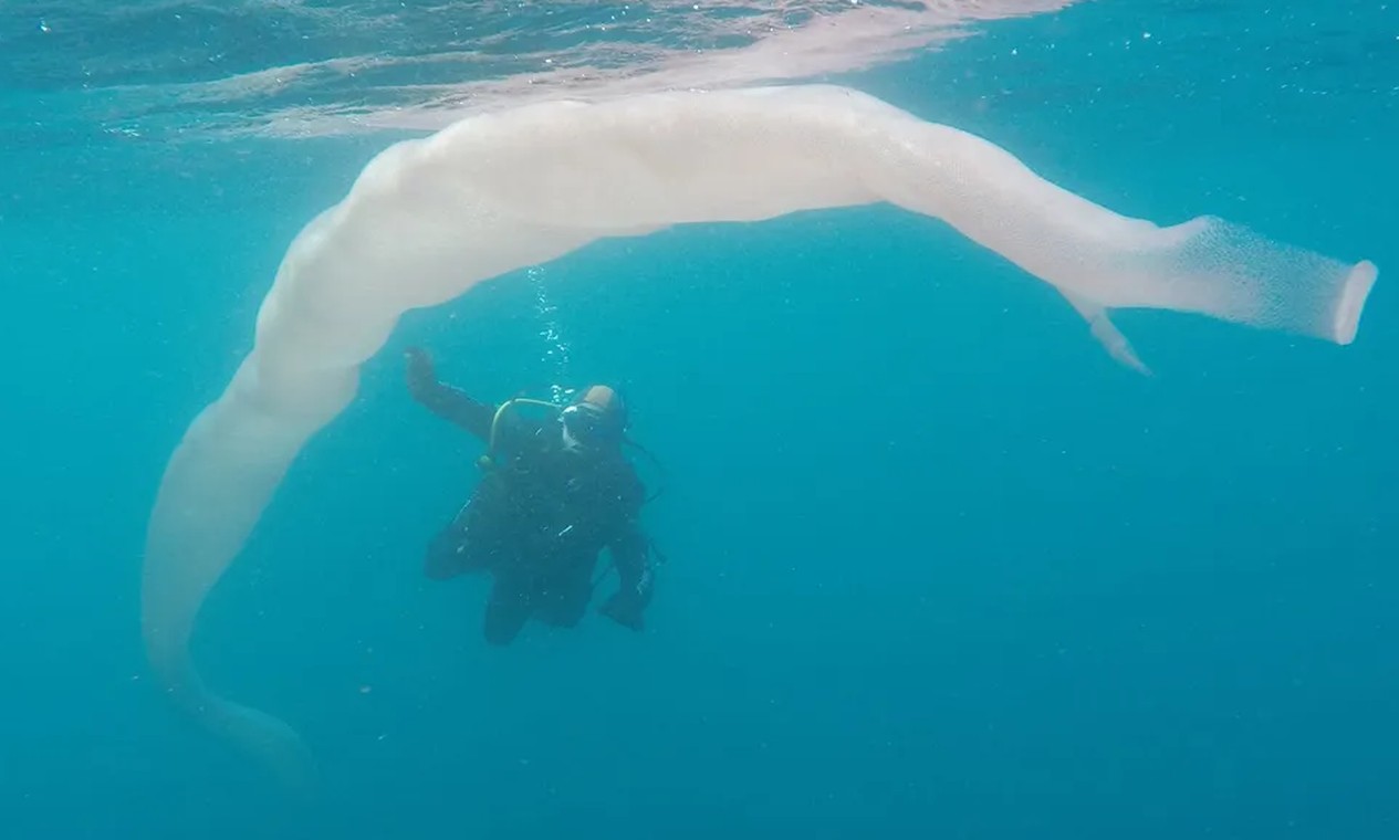 Vídeo: conheça a criatura de até 18m que tem aparecido em meio às ondas de calor nos oceanos