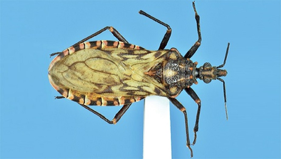 Fiocruz descobre nova espécie do inseto barbeiro transmissor da doença de  Chagas