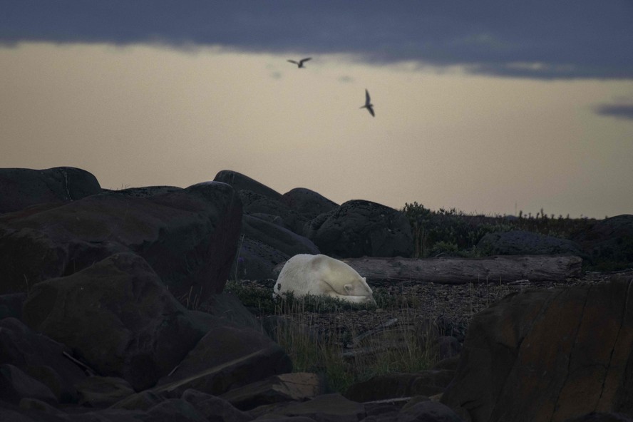 Ursos Polares estão desaparecendo de região canadense conhecida como 'capital dos ursos polares'