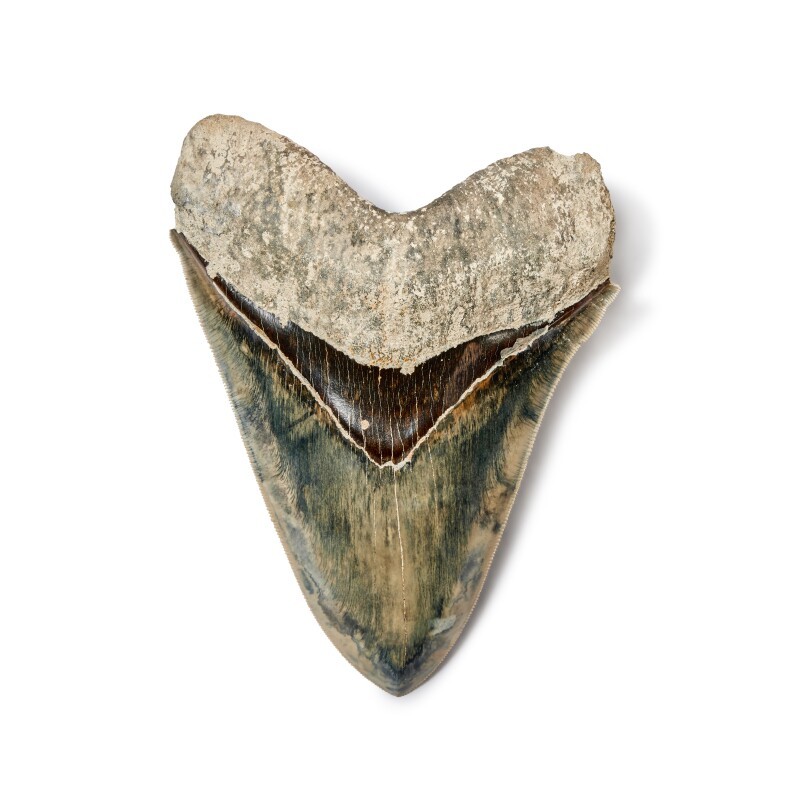 Dente de megalodonte é outro dos itens a venda; valor máximo pode chegar a US$ 6 mil — Foto: Reprodução