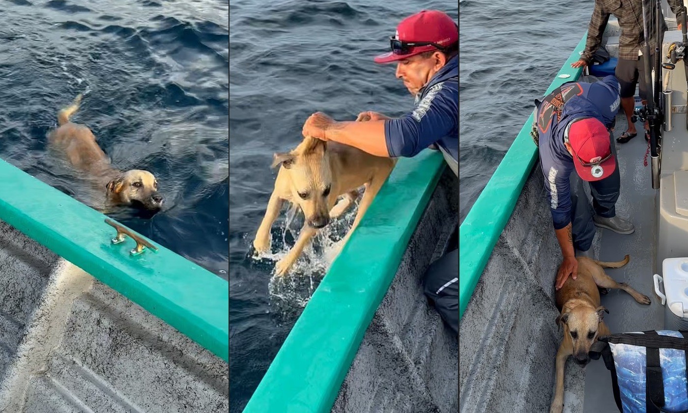 Cachorro é resgatado por pescadores a 1,5 km da costa na Baja California, México