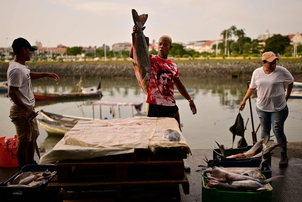 Pescador segura peixe na Cidade do Panamá; calor no planeta atingiu níveis inéditos em agosto, e a temperatura média dos oceanos ficou em 21,07 °C, igualando recorde de março de 2024 — Foto: Martin Bernetti/AFP