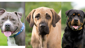 Pit Bull, Fila Brasileiro e Rottweiler: conheça as principais raças de cães proibidas no mundo 