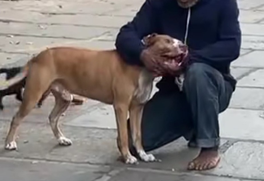 Pit bull mata cão da raça poodle a dentadas na Zona Sul do Rio