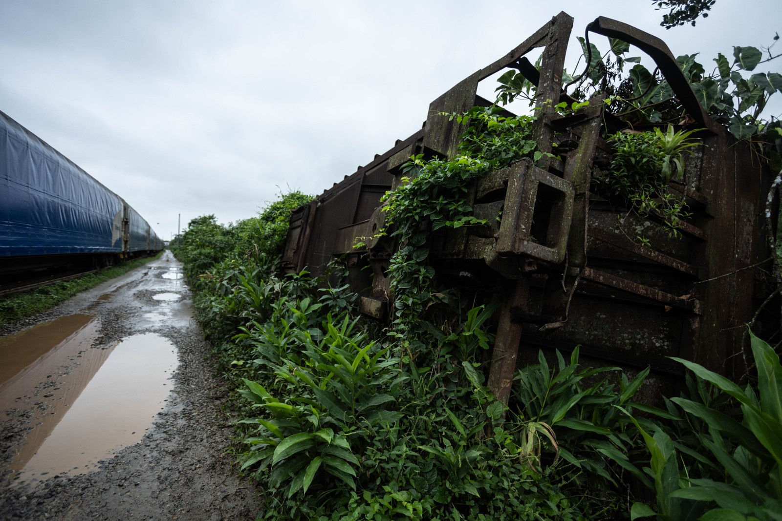 Vegetação encobre trem abandonado em São Vicente — Foto: Maria Isabel Oliveira
