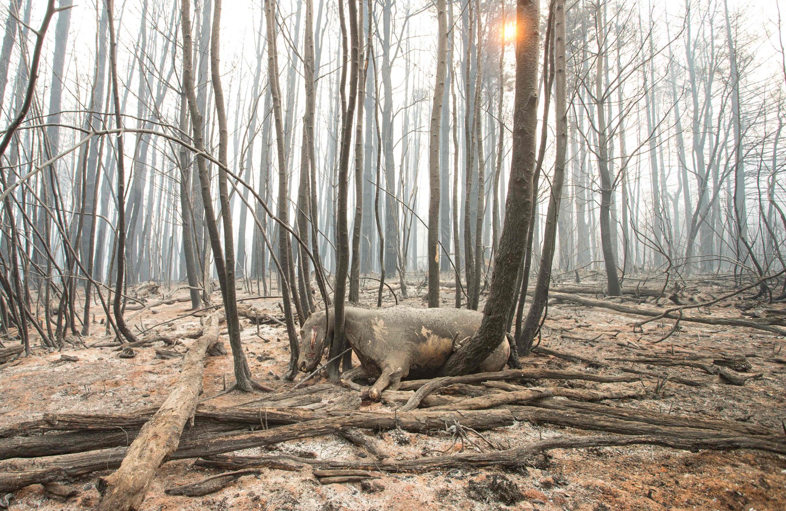 Governador anunciou uma recompensa de 50 milhões de pesos (cerca de R$ 184 mil) por informações que levem à descoberta do foco do incêndio — Foto: Martin Levicoy/AFP