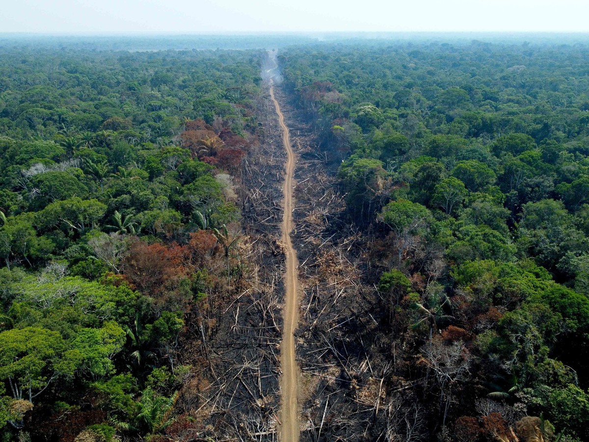 Estudo mostra que as é o estado com maior área de terras públicas  'sem destinação' na Amazônia Legal, as