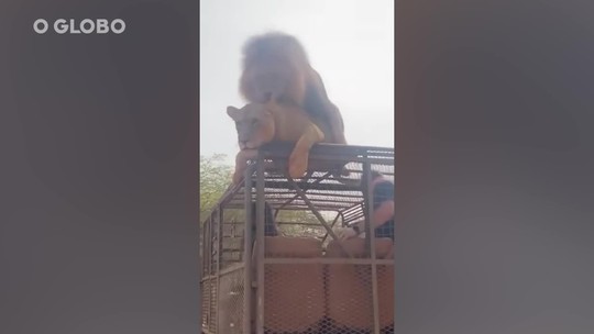 Casal de leões ignora turistas e acasala sobre jipe de safari no Senegal; assista