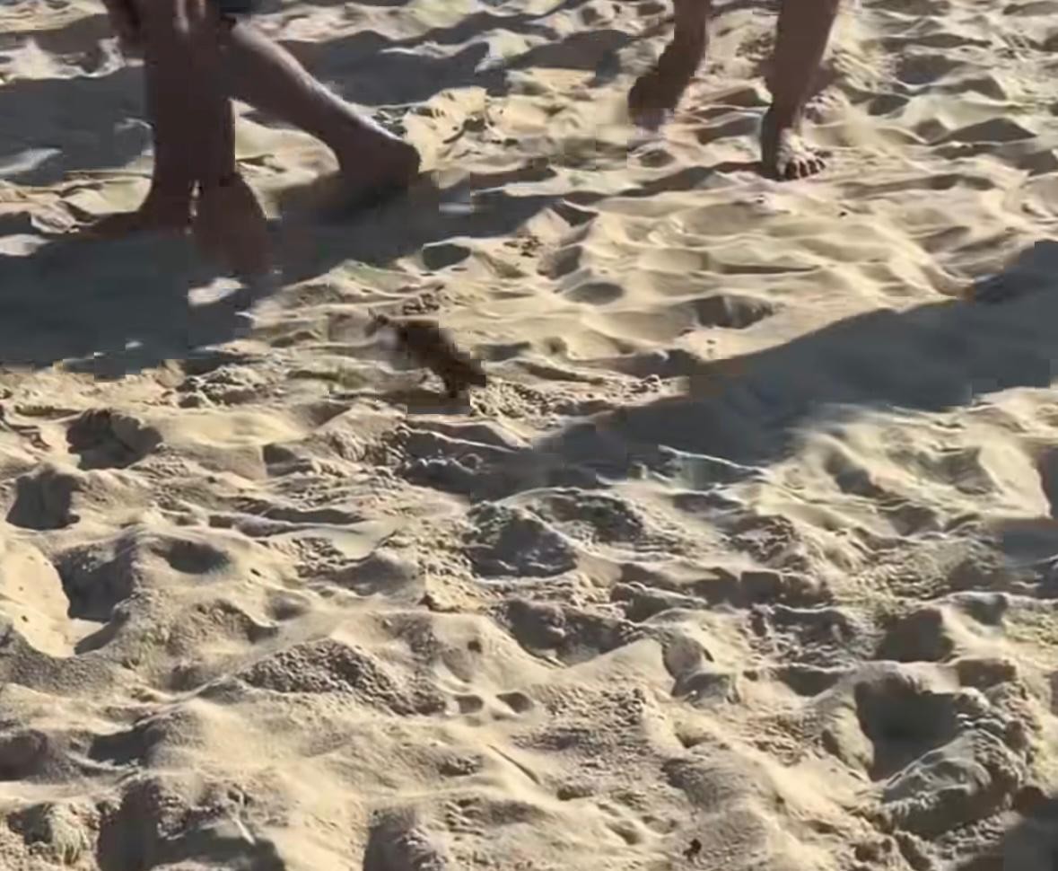 Rato é flagrado correndo entre banhistas na Praia do Leblon; veja o vídeo