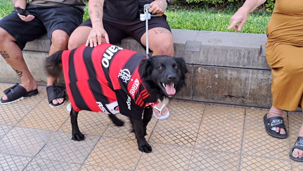 A dog wearing a flamingo shirt in Lima – Photography: Davey Ferreira