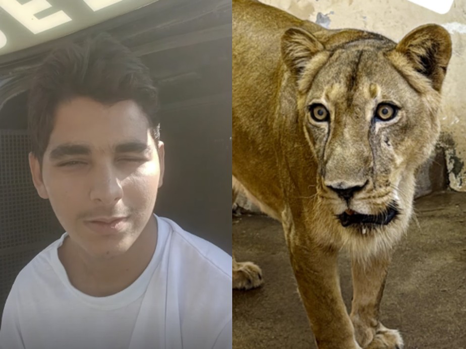 Morto por leoa: mídia internacional repercurte tragédia em zoo