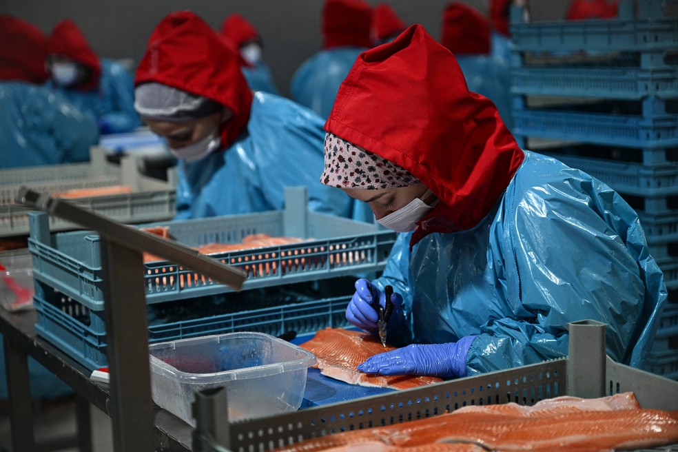 Funcionários trabalham em uma empresa de processamento de salmão na cidade turca de Trabzon, no mar Negro — Foto: Ozan Kose/AFP
