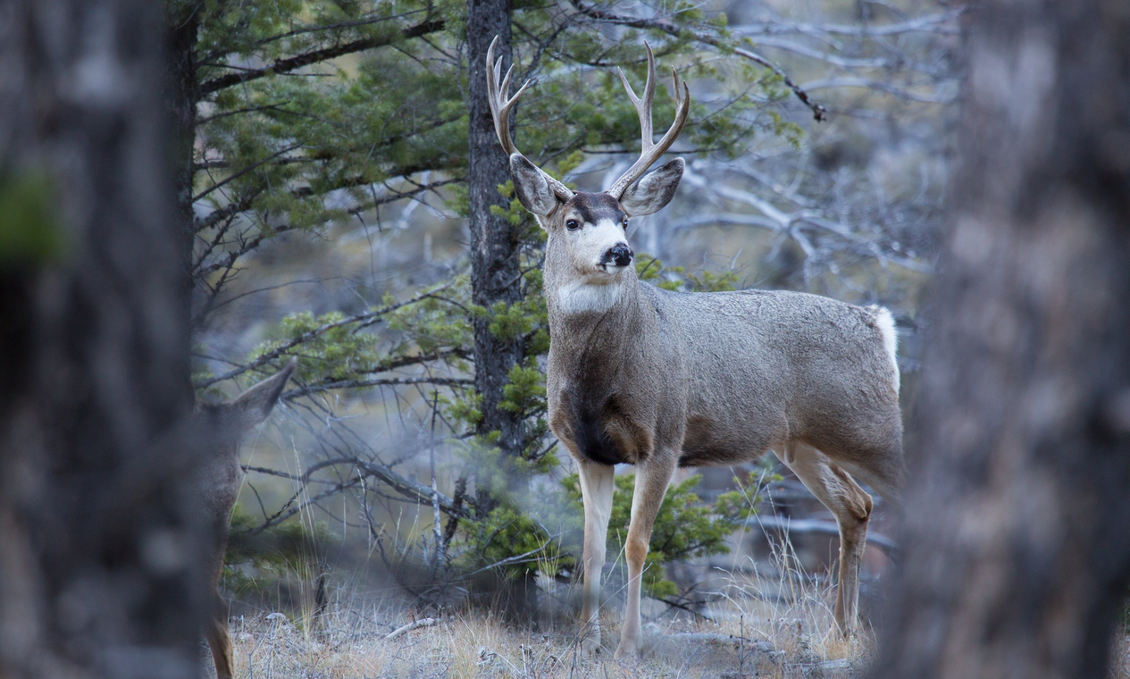 Dois caçadores morrem com suspeita da ‘doença do cervo zumbi’ nos EUA