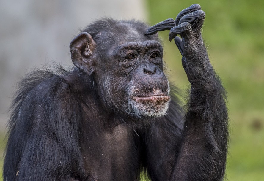 Chimpanzé coça a cabeça