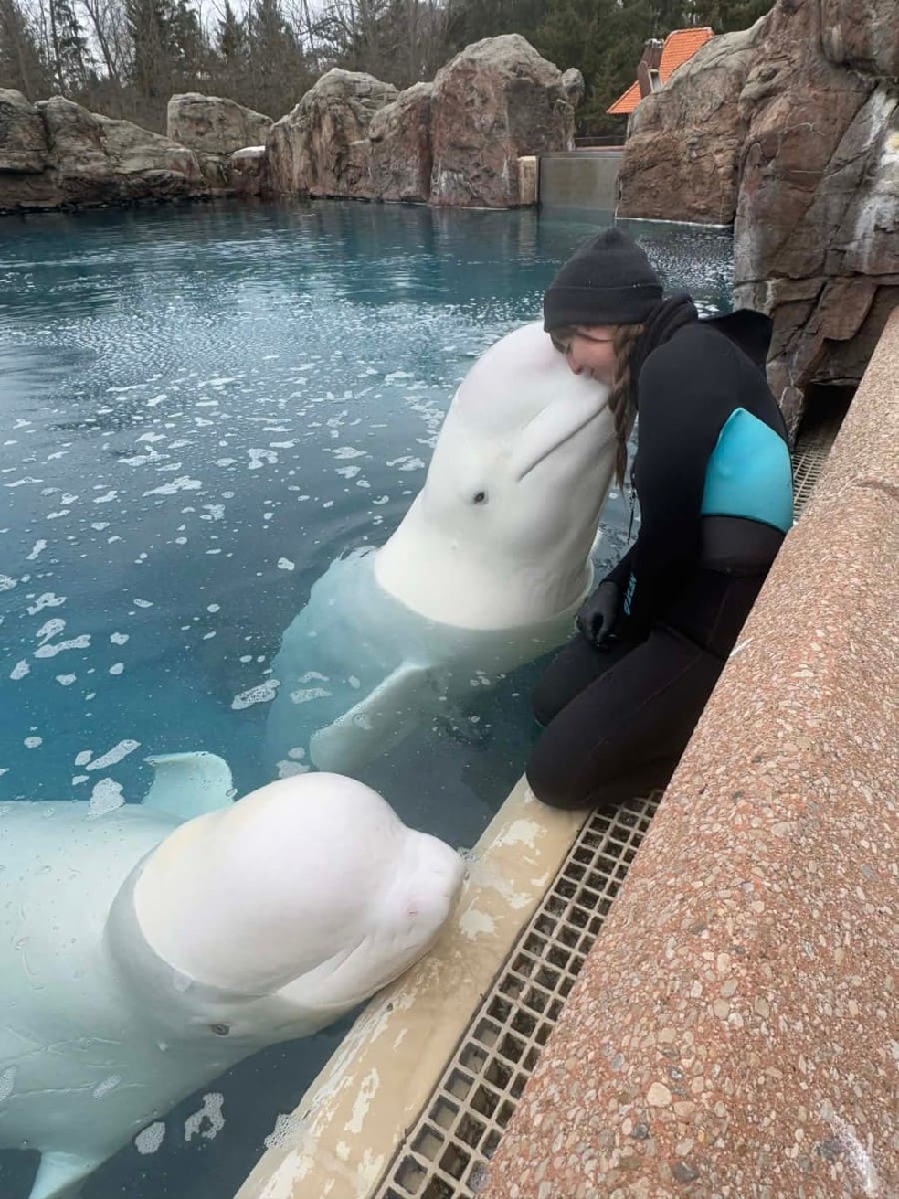 Christy Burgess is shown sharing a moment with the beluga Orion, as Tofino, another beluga, looks on during her time as a trainer at Marineland - Photograph: HANDOUT / KRISTY BURGESS / AFP