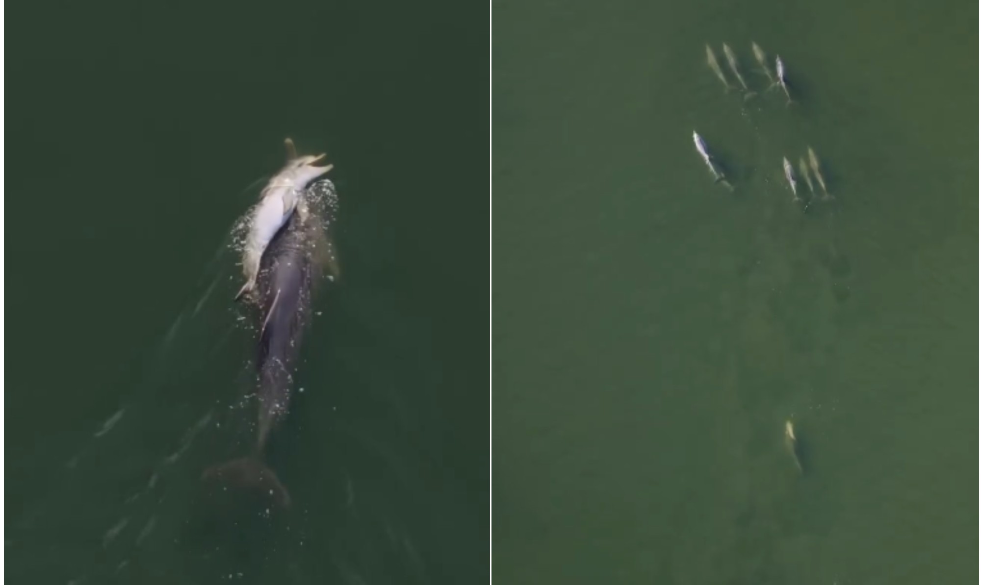 Golfinho carrega corpo de filhote por dias em luto, após perder as quatro últimas crias; vídeo - QTU Questões do Universo