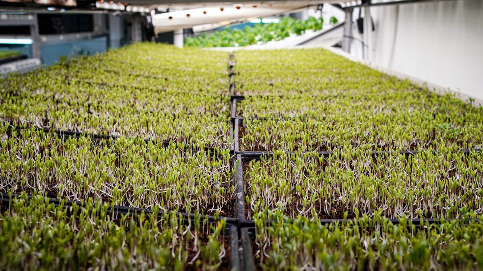 Fazenda Cubo cultiva microverdes e hortaliças em São Paulo — Foto: Thiago de Jesus/Globo Rural